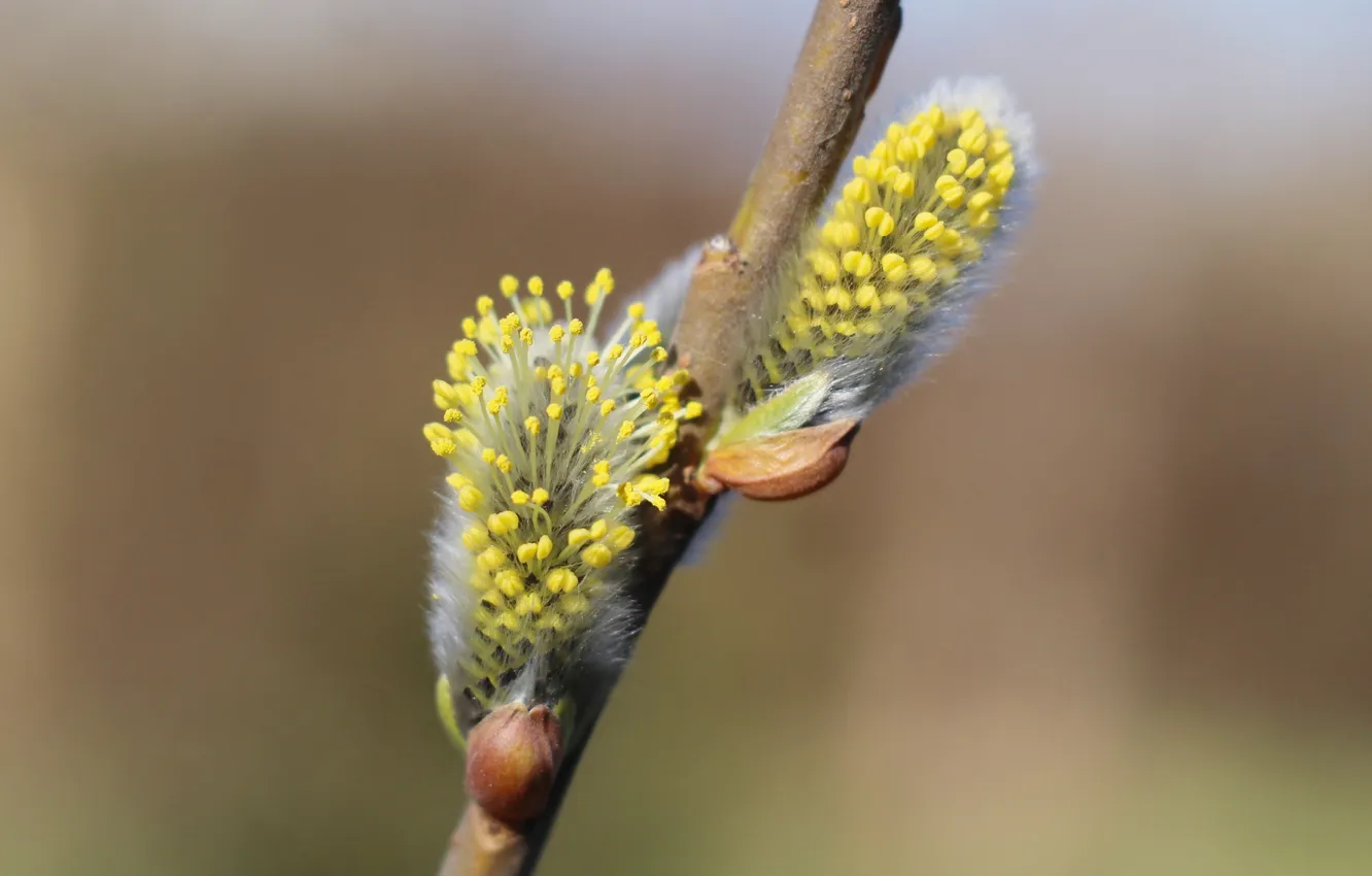 Photo wallpaper spring, twig, base kitten