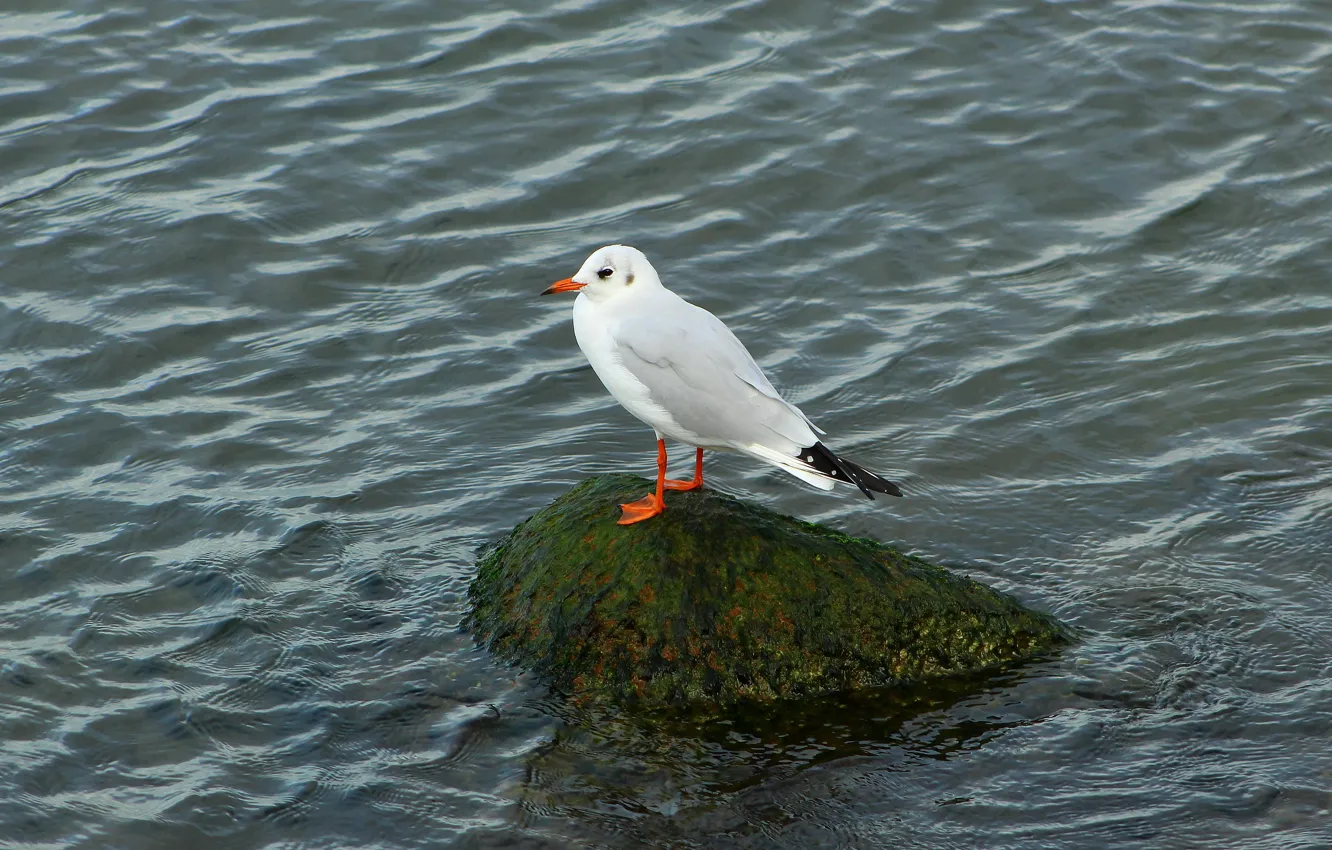 Photo wallpaper sea, bird, seagull