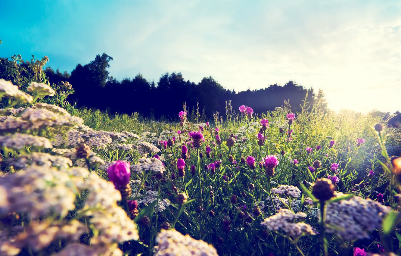 Photo wallpaper summer, flowers, nature, meadow, nature
