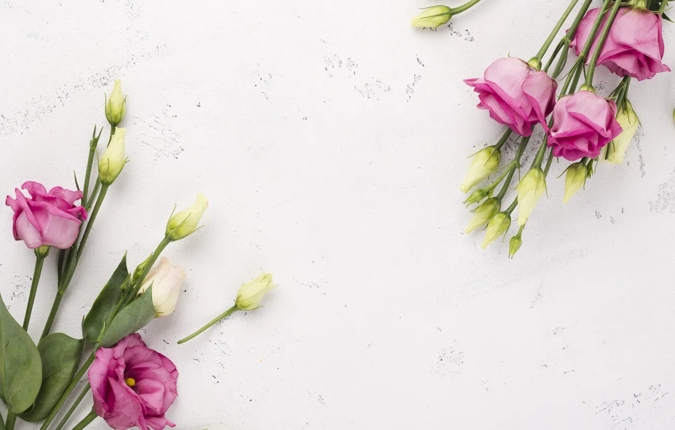 Photo wallpaper flowers, pink, white, eustoma