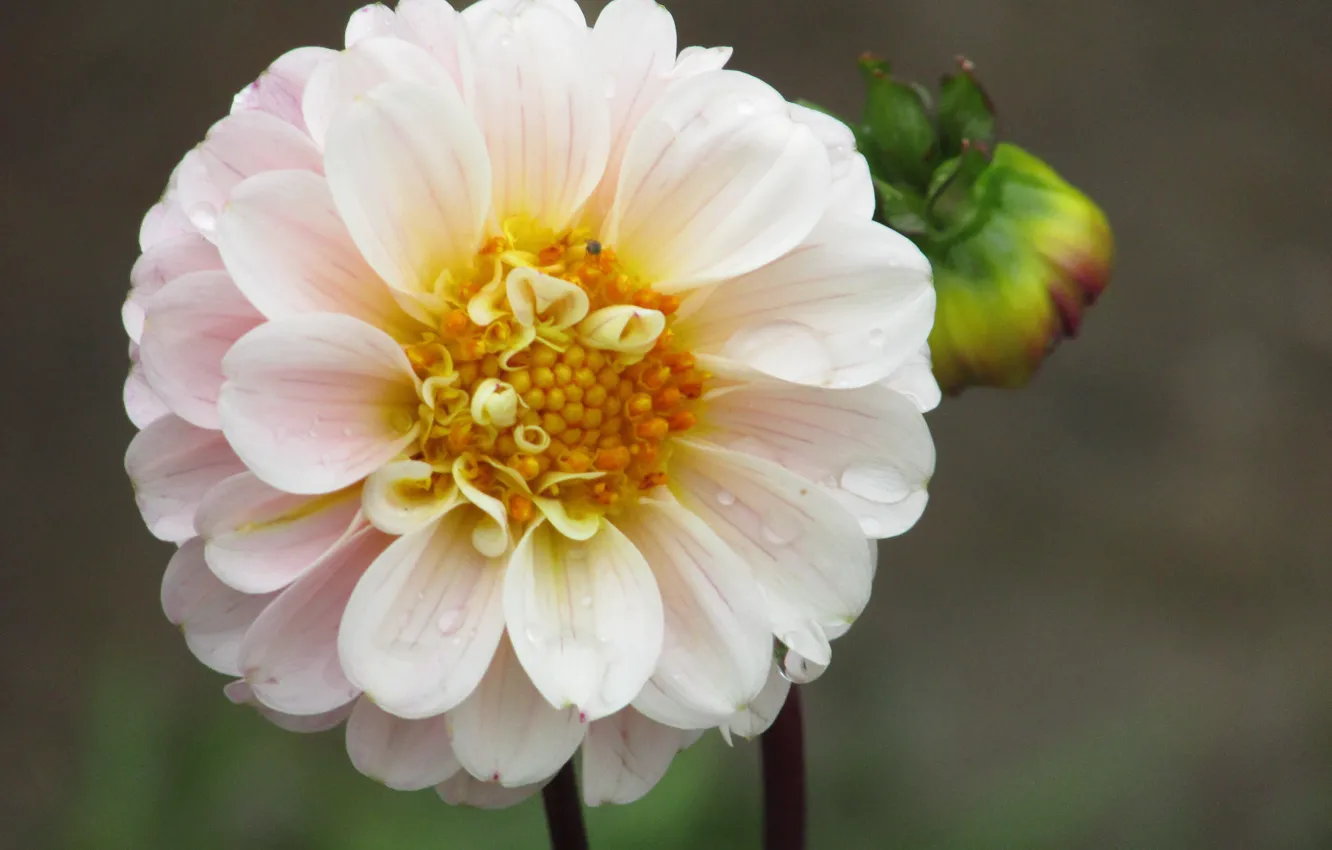 Photo wallpaper white, flowers, buds, flower, dahlias, Wite