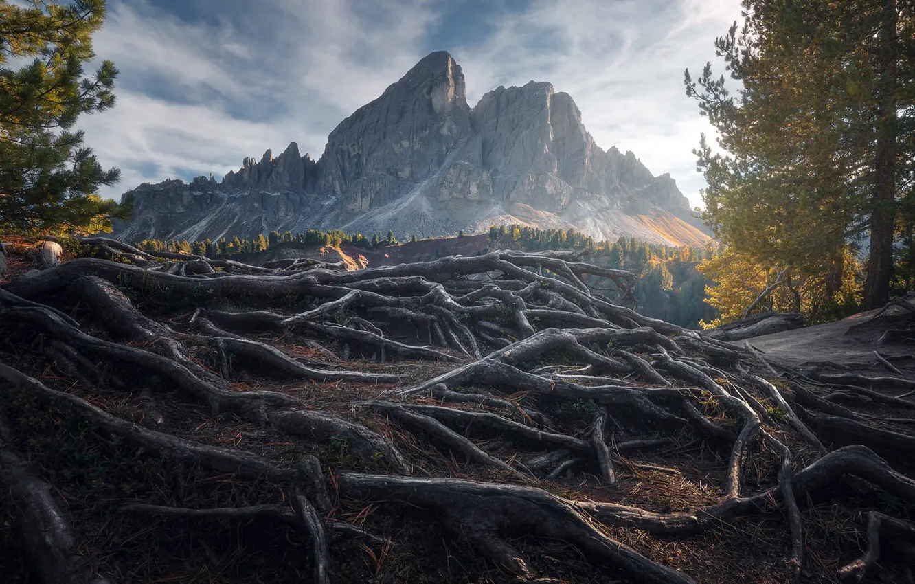 Photo wallpaper mountains, nature, roots, morning