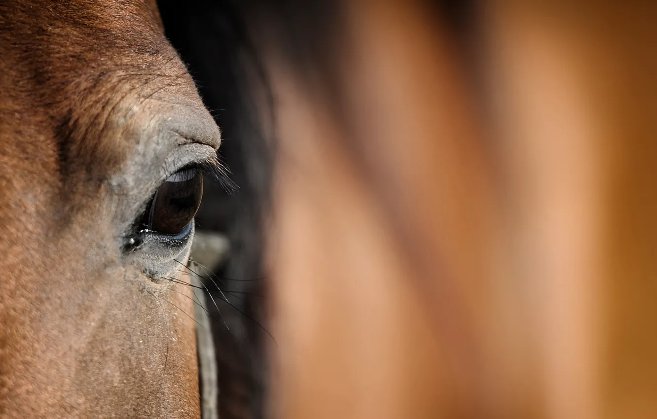 Photo wallpaper horse, eye, head