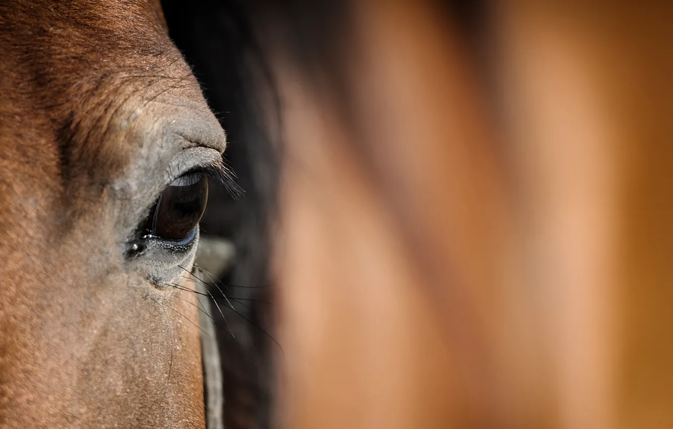 Photo wallpaper Head, horse, eye