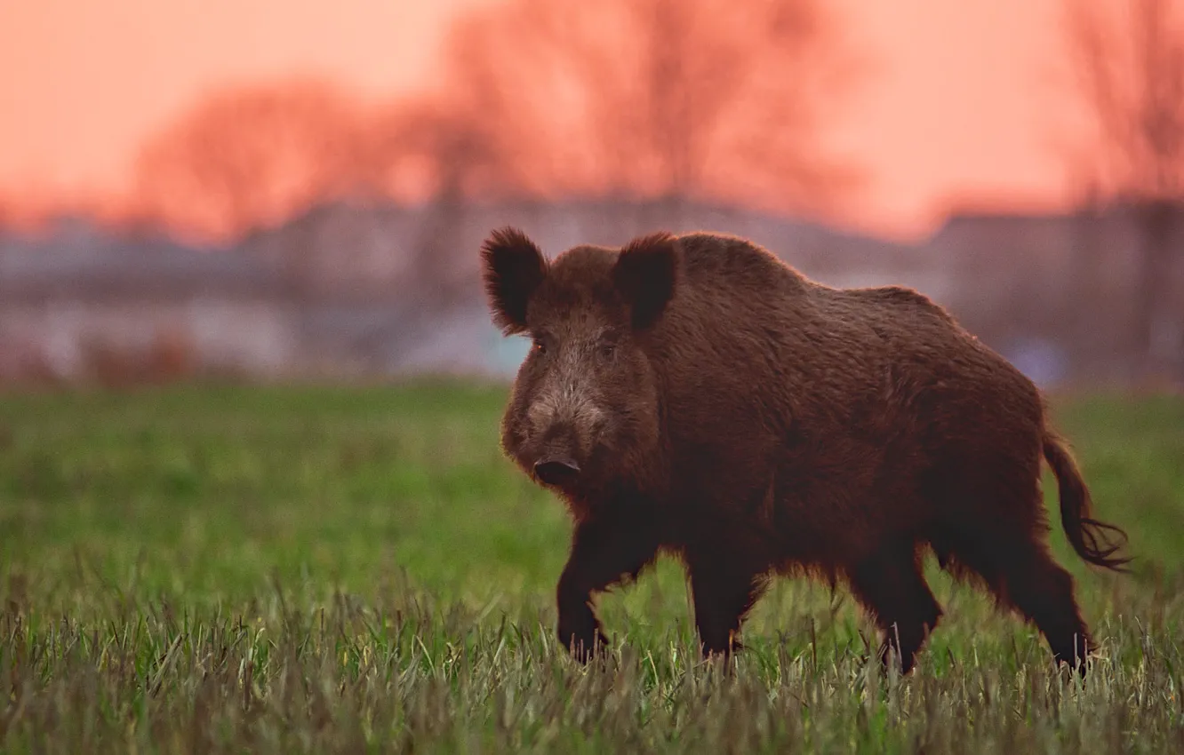 Photo wallpaper field, the sky, grass, look, face, sunset, glade, home