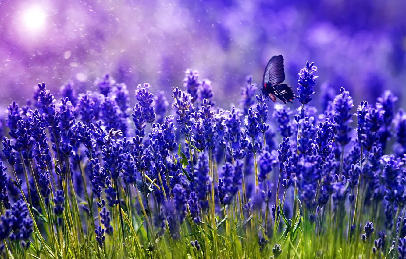 Photo wallpaper greens, butterfly, color, lavender