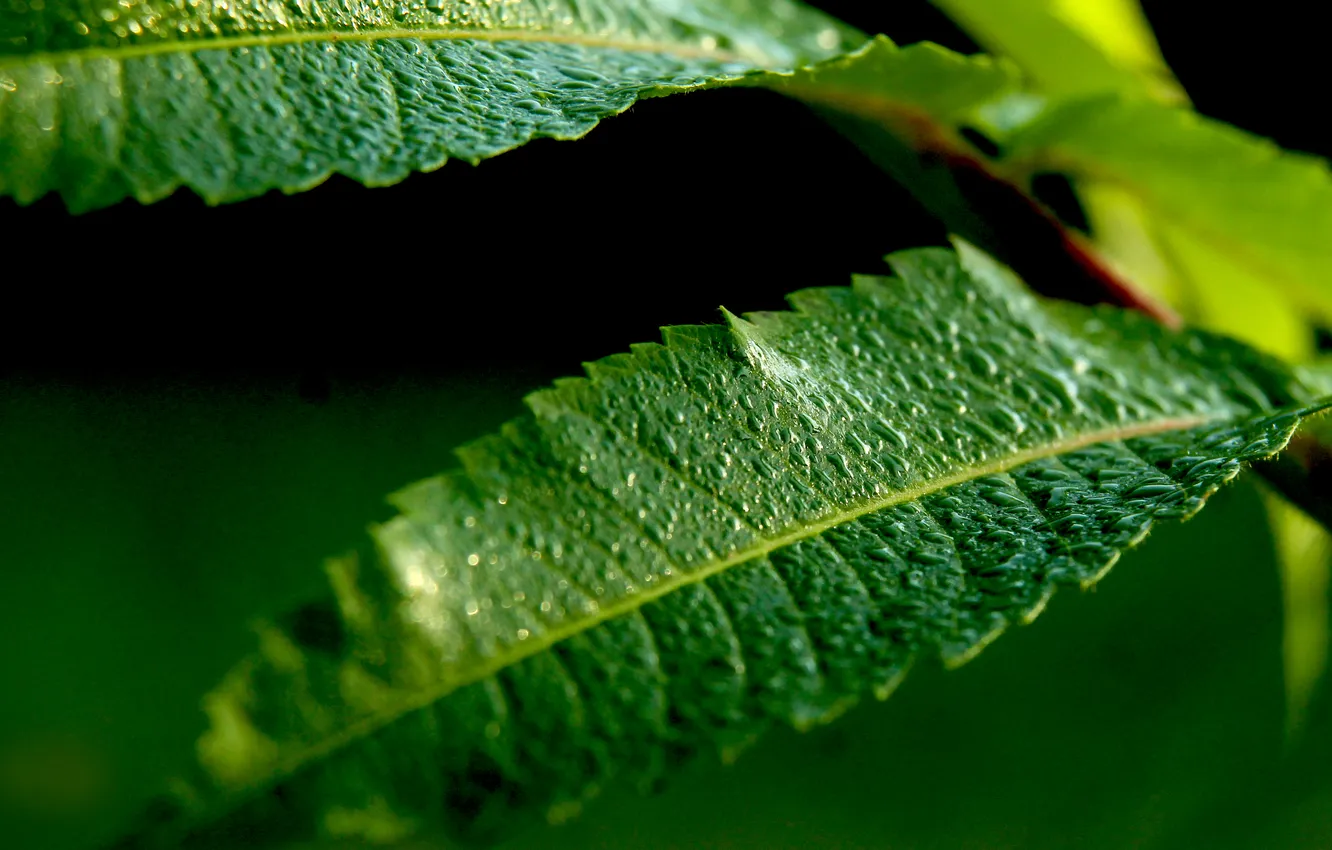 Photo wallpaper water, drops, leaf