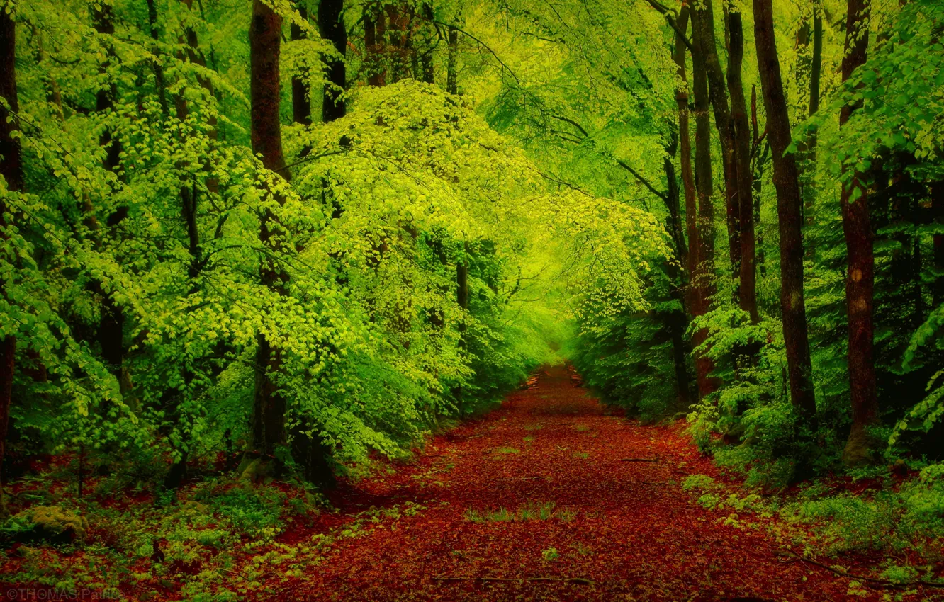 Photo wallpaper road, forest, trees, nature, foliage