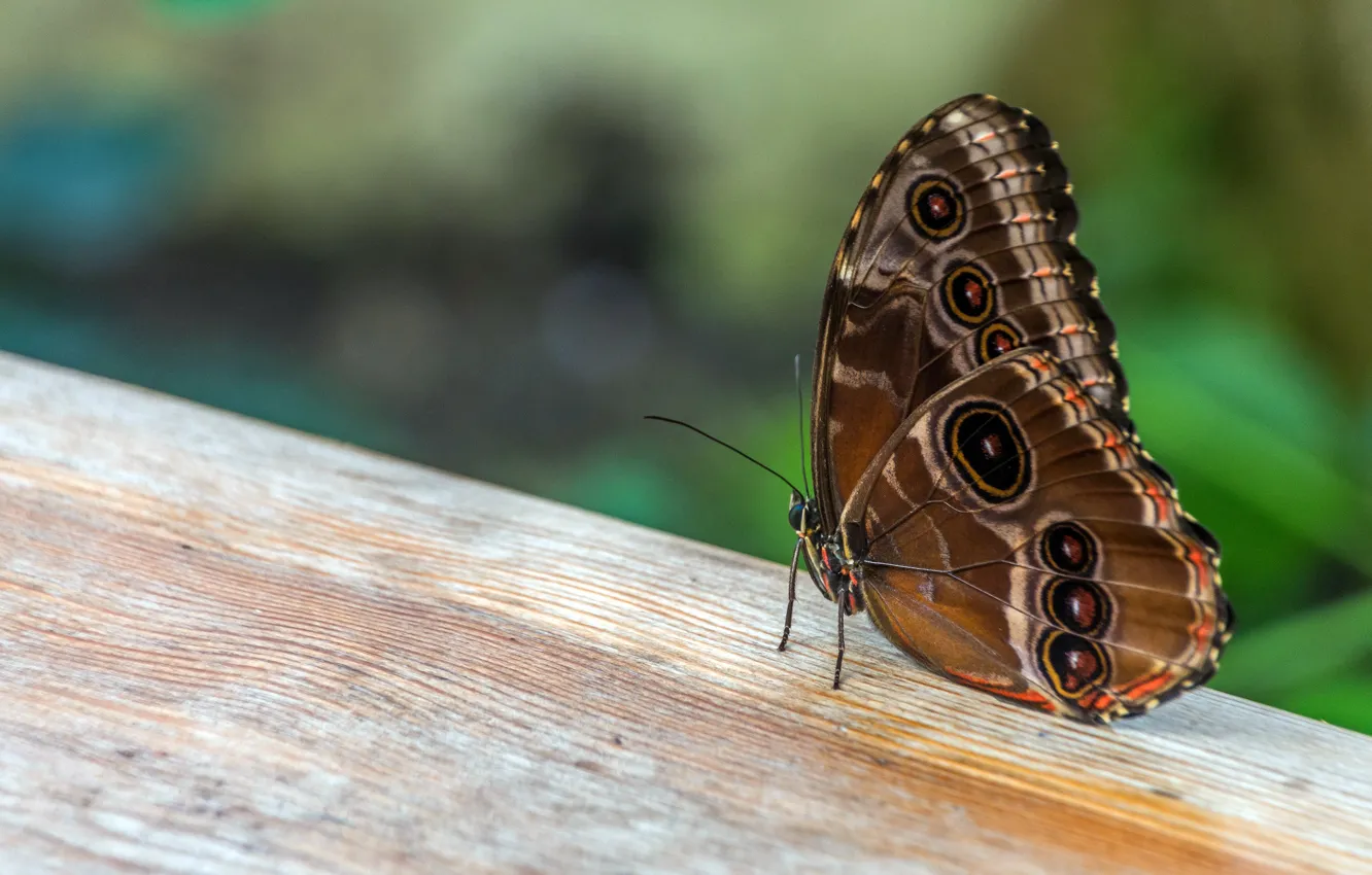 Photo wallpaper macro, butterfly, Board, bokeh