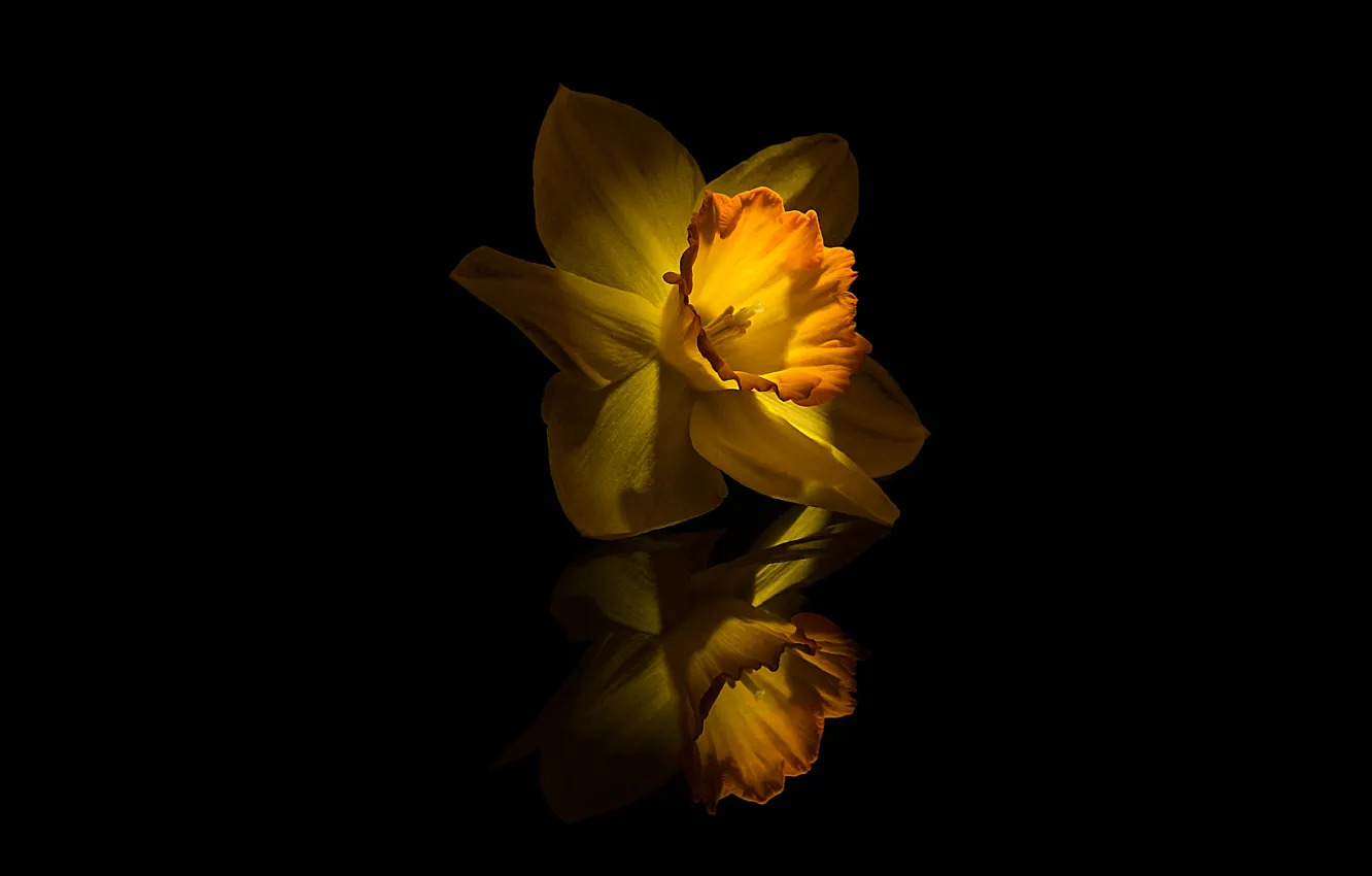 Photo wallpaper Flower, Yellow, Narcissus