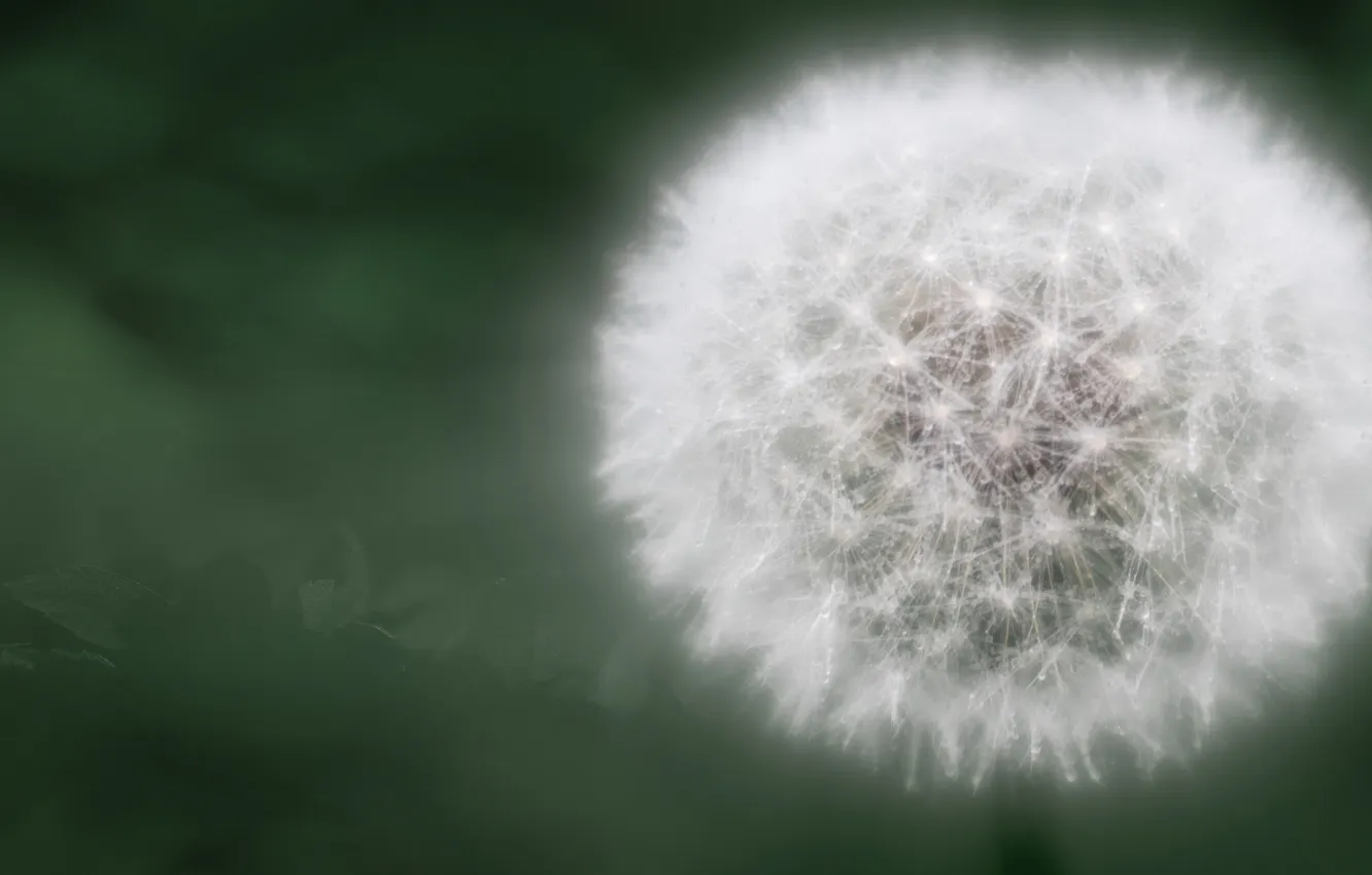 Photo wallpaper macro, flowers, Rosa, dandelion