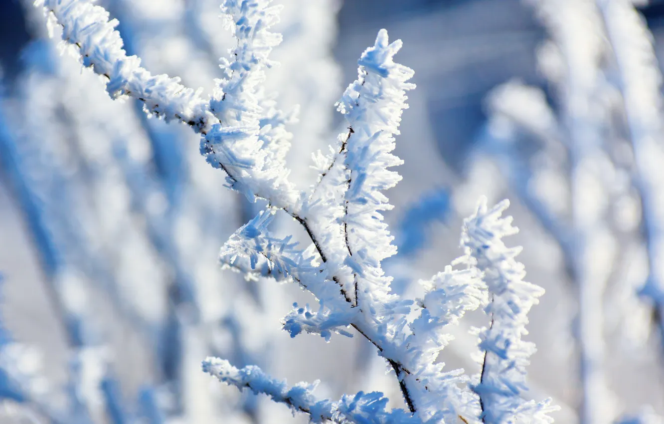 Photo wallpaper winter, frost, snow, trees, branches, nature, frost