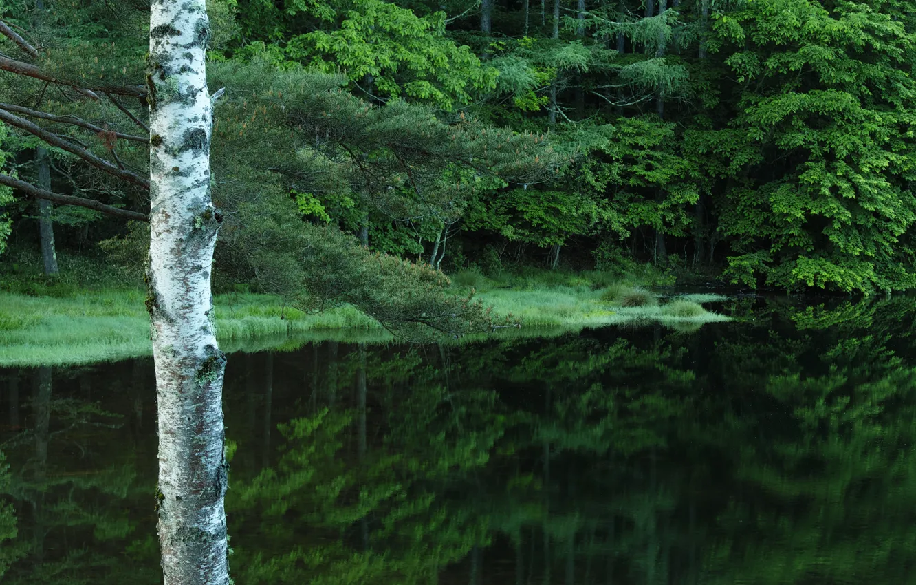 Photo wallpaper greens, forest, summer, grass, trees, lake, quattro, Sigma