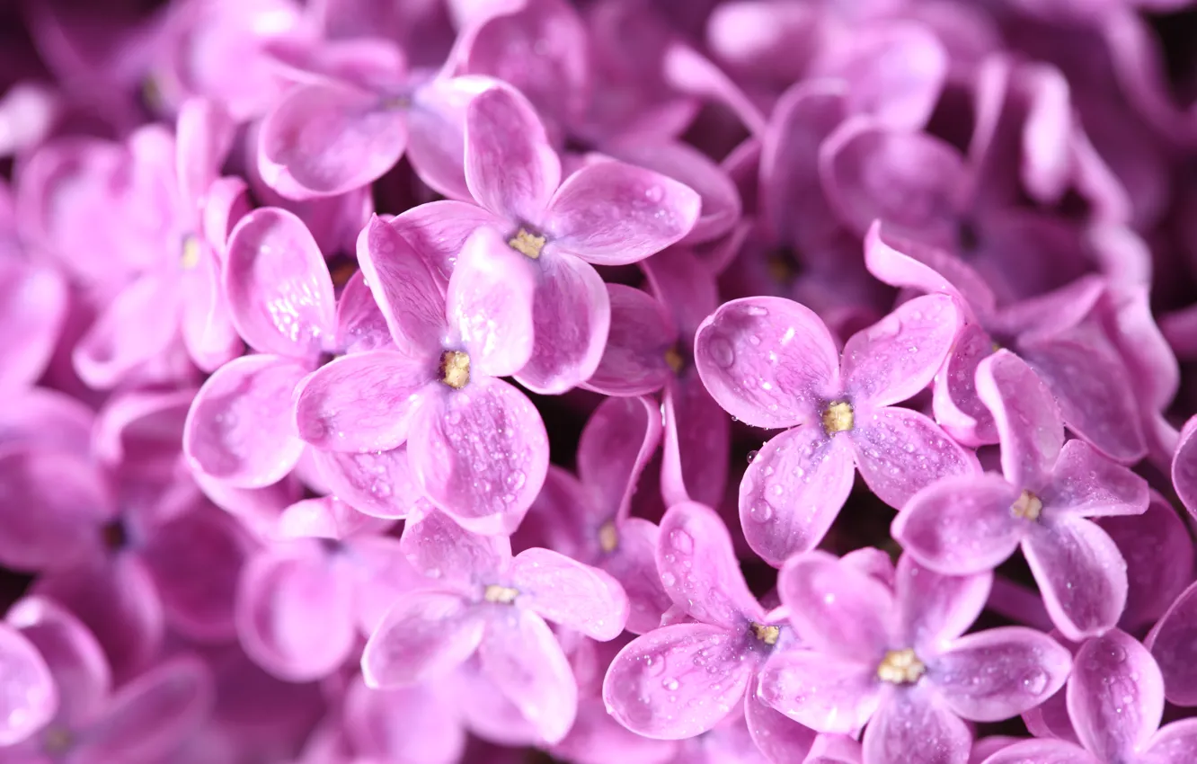 Photo wallpaper drops, macro, flowers, branches, nature, Rosa, spring, lilac
