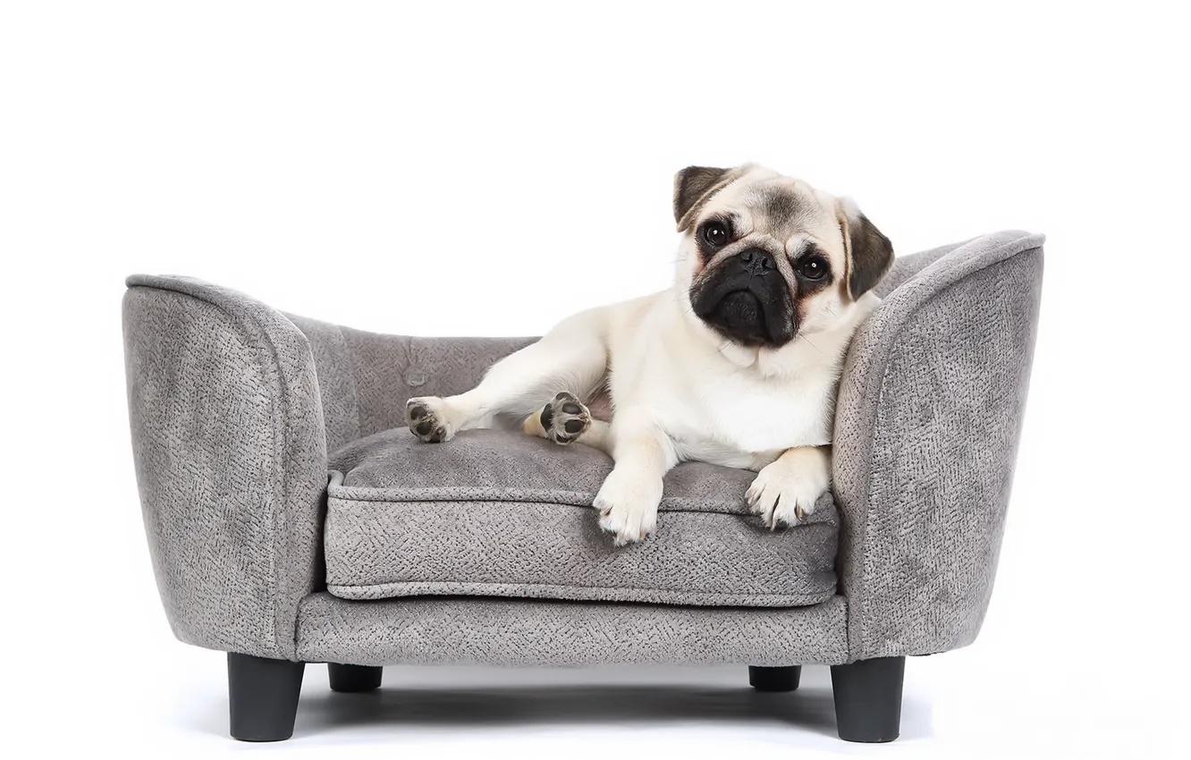 Photo wallpaper each, dog, chair