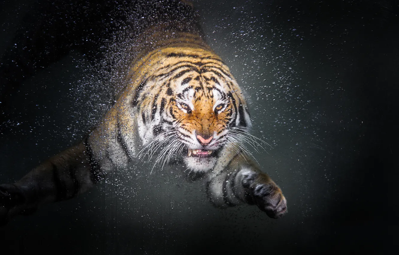 Photo wallpaper tiger, drop, water, animal