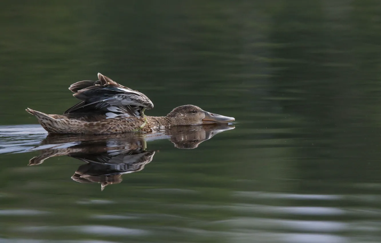 Photo wallpaper water, bird, duck, wings, frame, pond