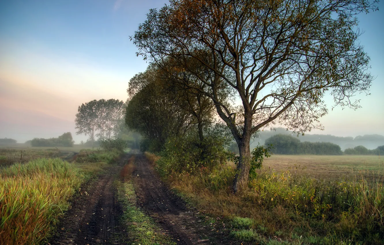 Photo wallpaper road, autumn, fog, morning