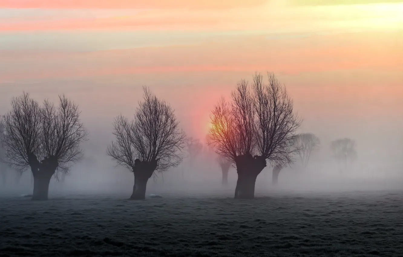 Photo wallpaper the sun, trees, nature, fog, the evening, morning, haze