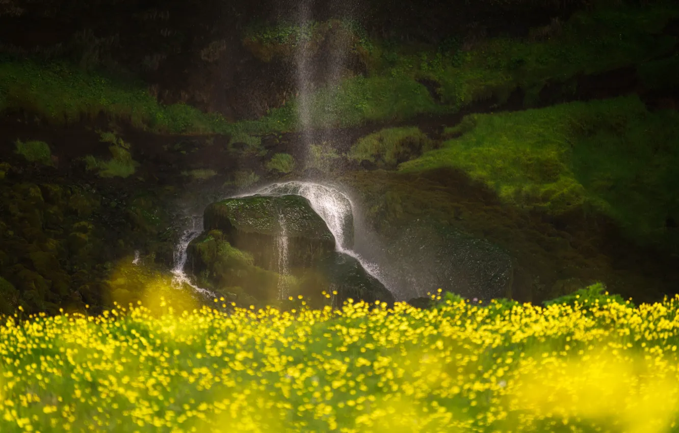 Photo wallpaper field, flowers, rocks, shore, waterfall, yellow, bokeh