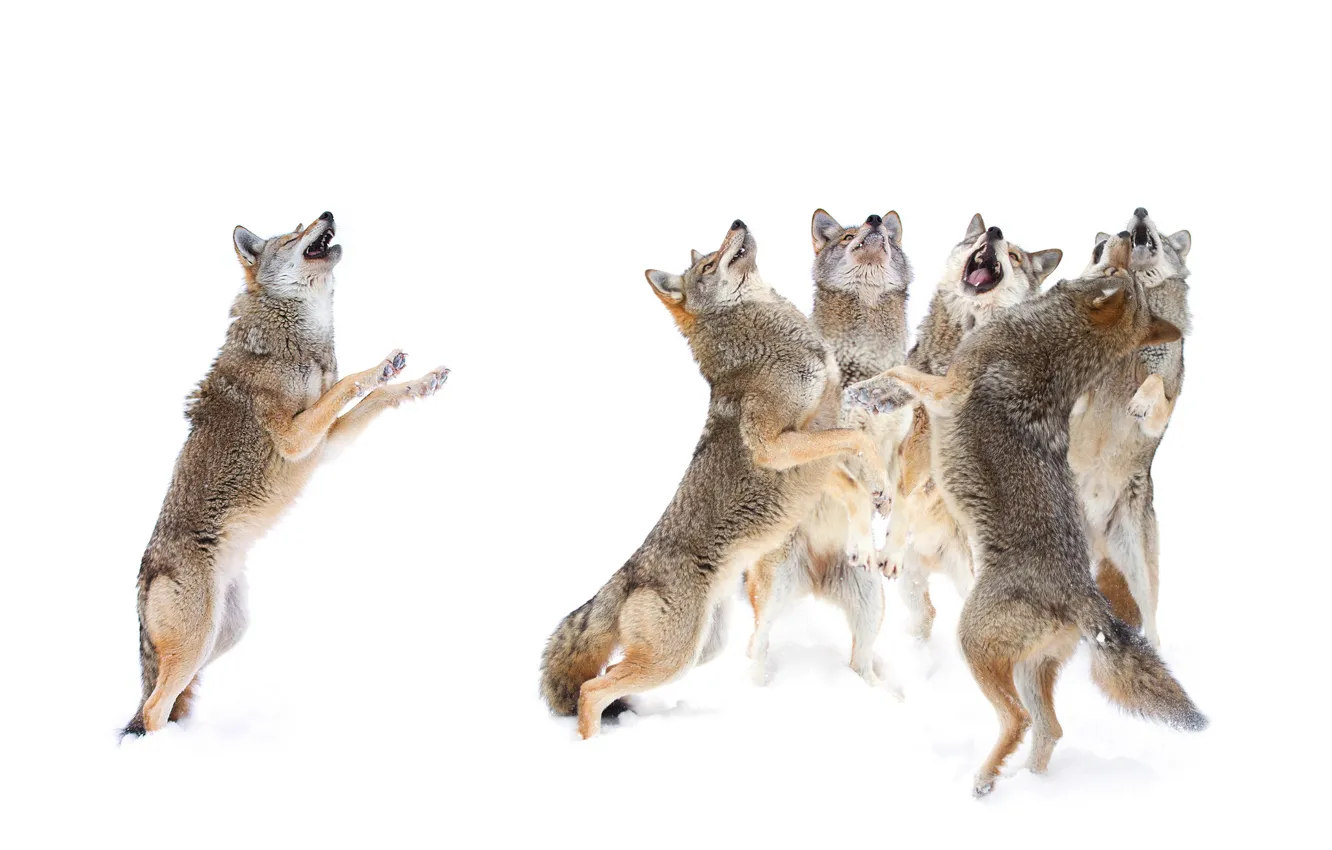 Photo wallpaper winter, snow, wolf, predator, pack