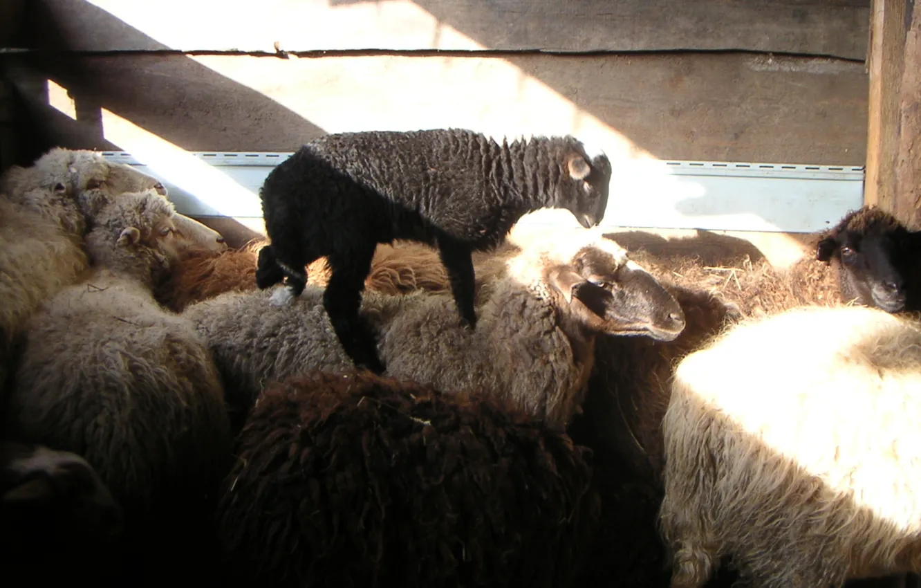 Photo wallpaper sheep, village, RAM, lamb