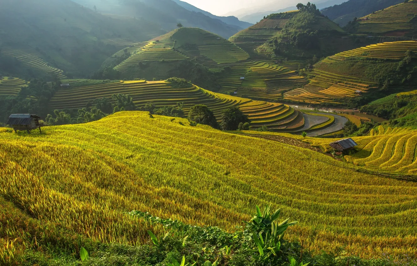 Photo wallpaper field, grass, Asia, terrace, agriculture