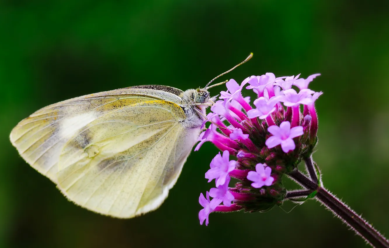 Photo wallpaper flowers, background, butterfly, wings, focus, insect