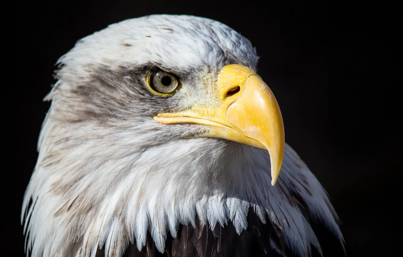 Photo wallpaper the dark background, bird, portrait, predator, beak, handsome, bald eagle