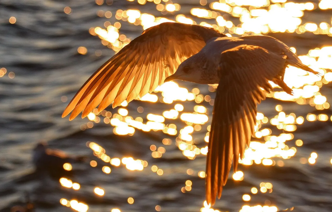 Photo wallpaper water, surface, rays, light, flight, glare, background, bird