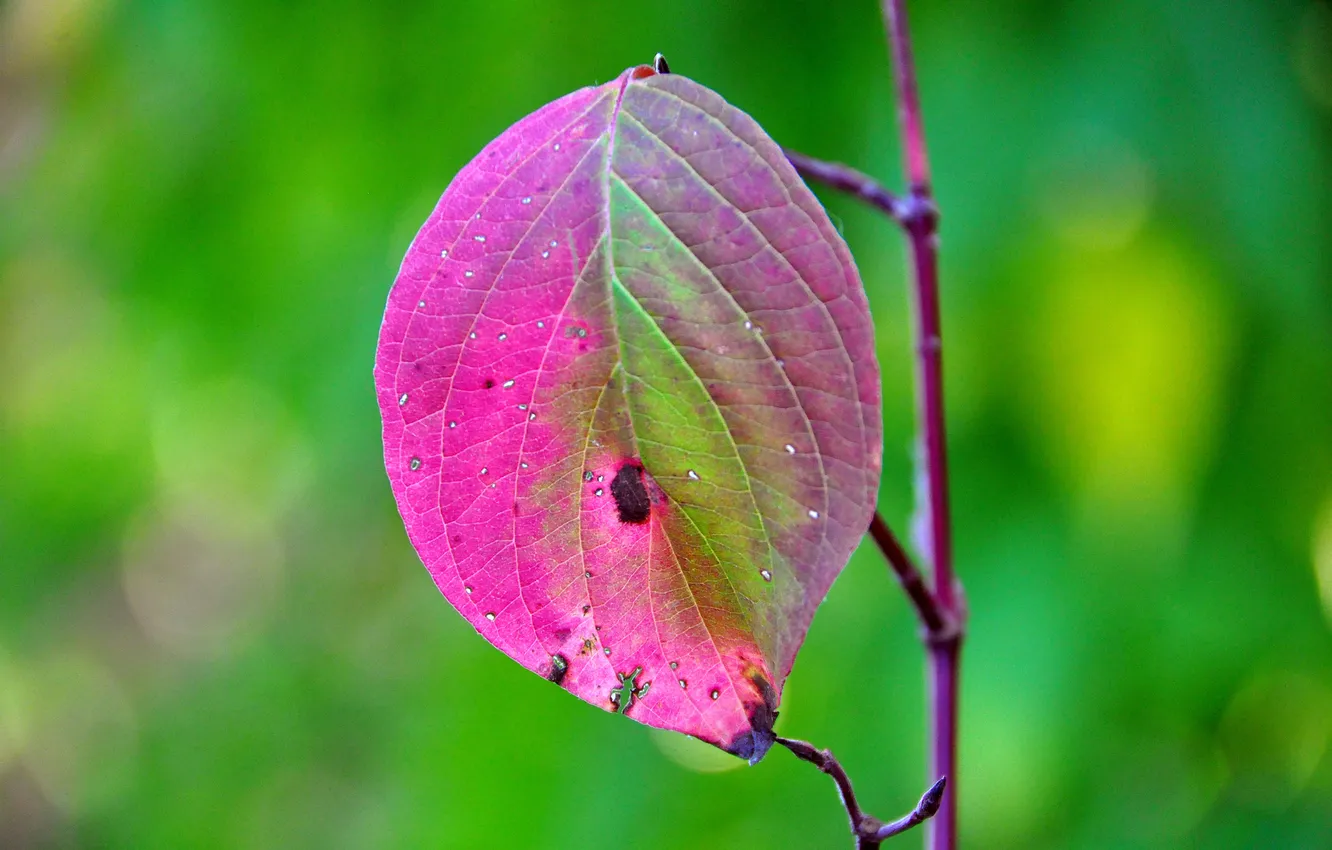 Photo wallpaper leaves, branches, nature, color