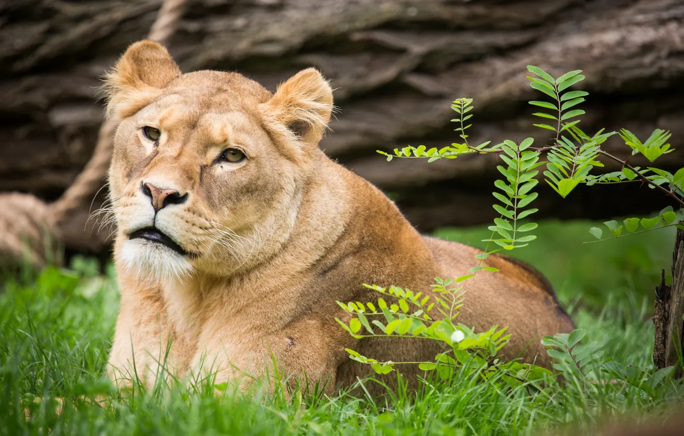 Photo wallpaper cat, grass, look, branches, lioness