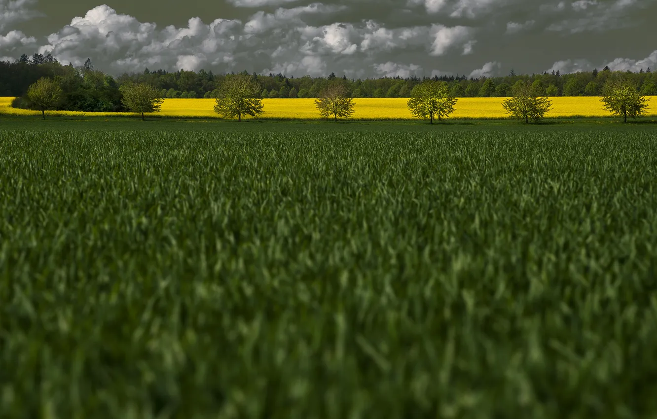 Photo wallpaper field, summer, grass, trees, flowers, yellow, clouds