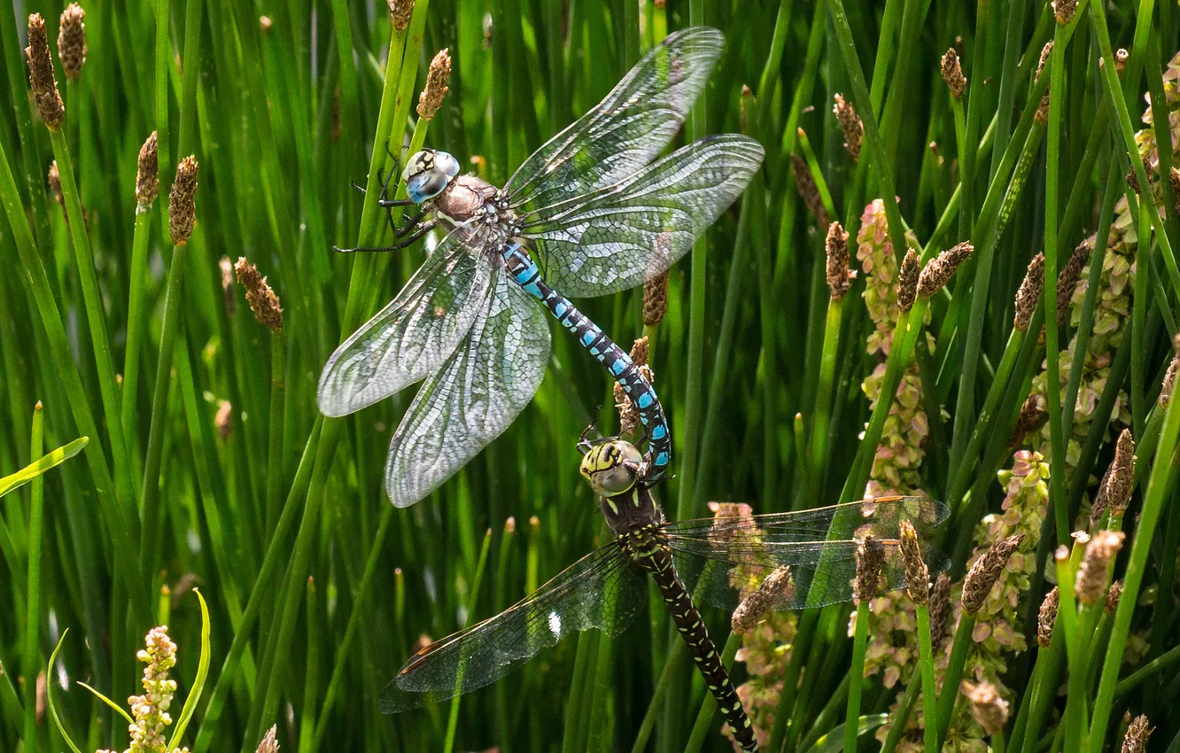 Photo wallpaper grass, dragonfly, sedge