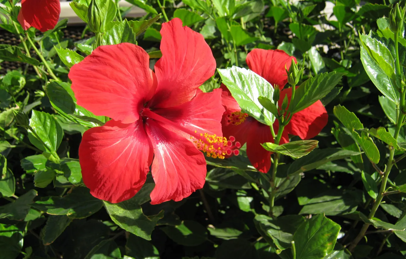 Photo wallpaper greens, leaves, flowers, petals, stamens, sunlight, red flowers, hibiscus