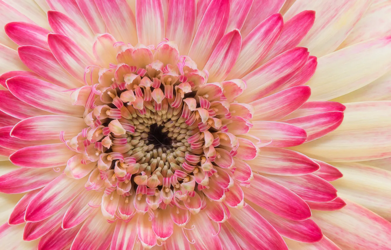 Photo wallpaper flowers, gerbera, motley