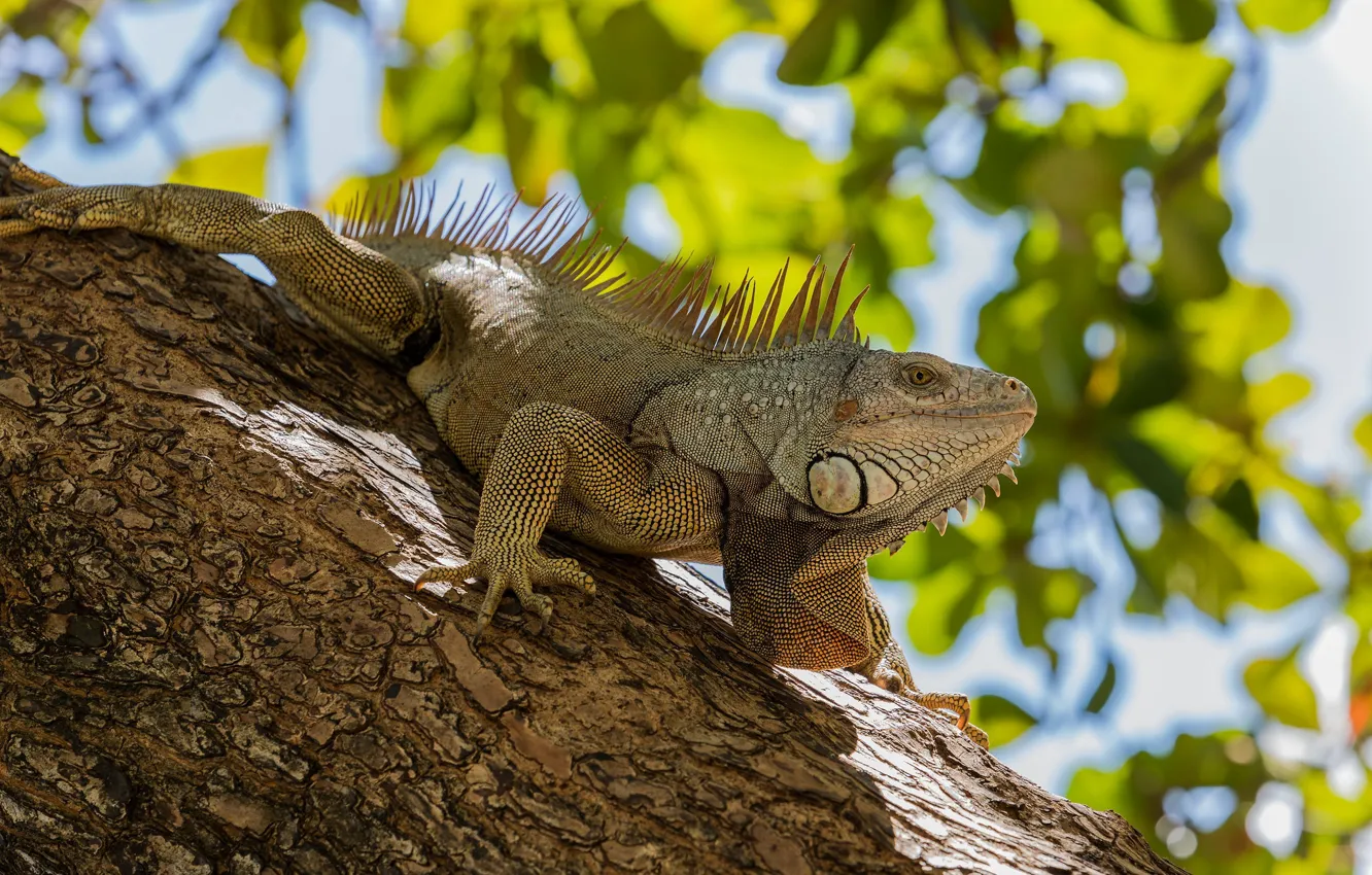 Photo wallpaper look, light, trees, pose, foliage, trunk, bark, iguana