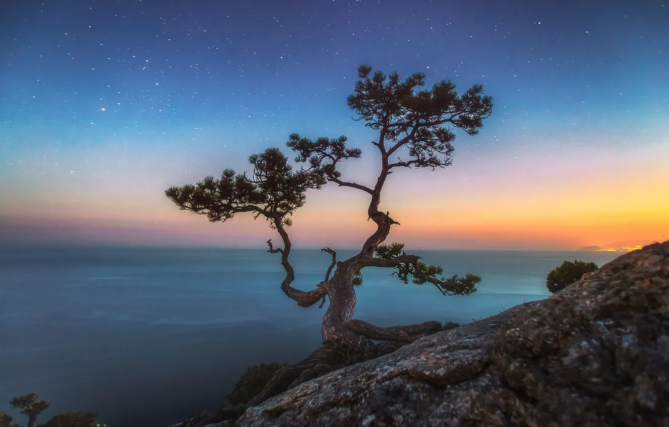 Photo wallpaper sea, landscape, night, nature, rock, tree, stars, Crimea