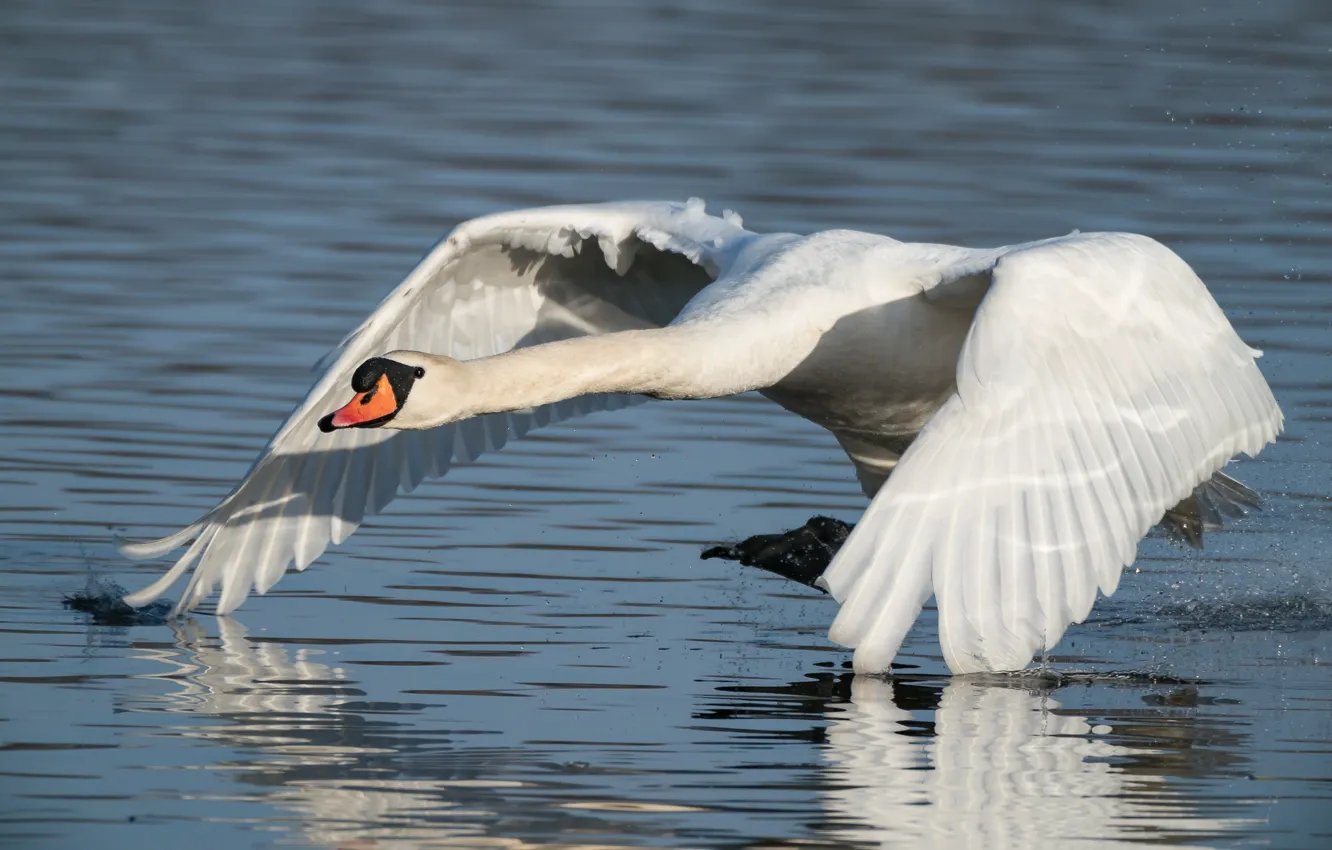 Photo wallpaper white, look, water, light, pose, reflection, bird, wings