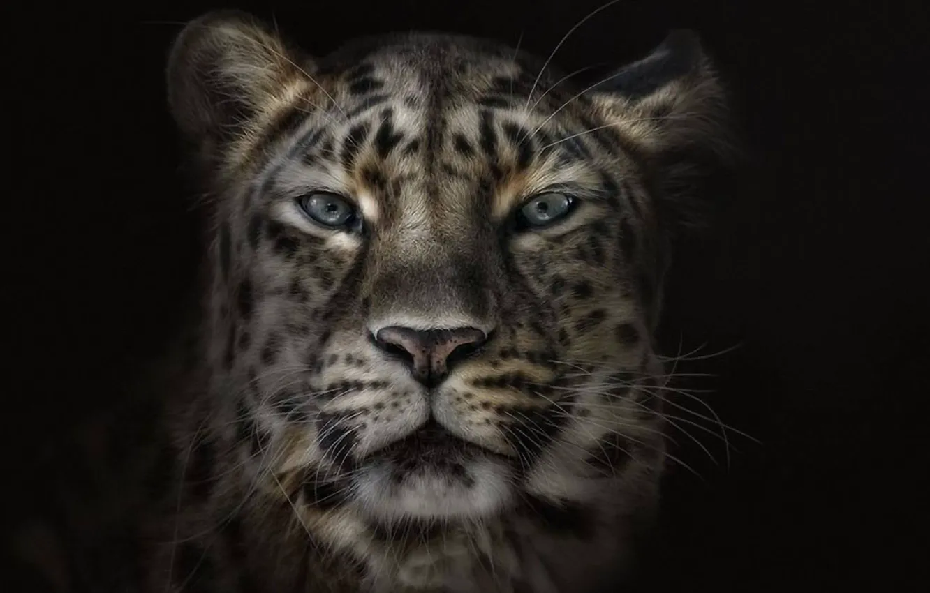 Photo wallpaper face, background, black, leopard