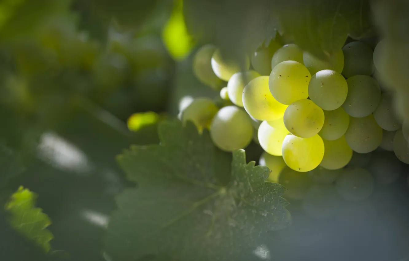 Photo wallpaper leaves, grapes, bunch, shrub