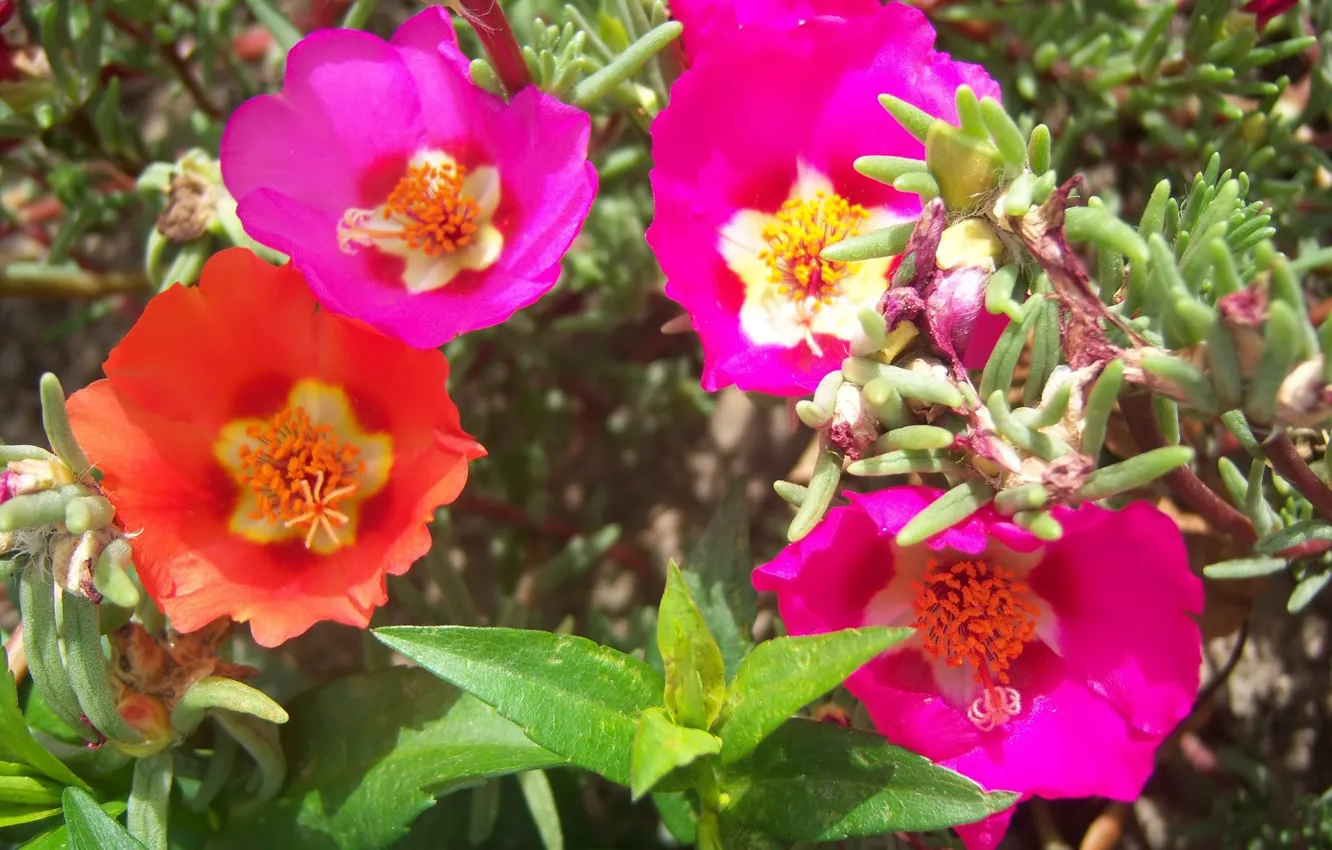 Photo wallpaper flowers, bright, Mamala ©, solonetz