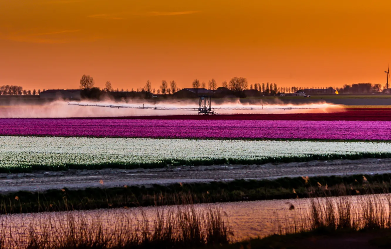 Photo wallpaper field, flowers, night