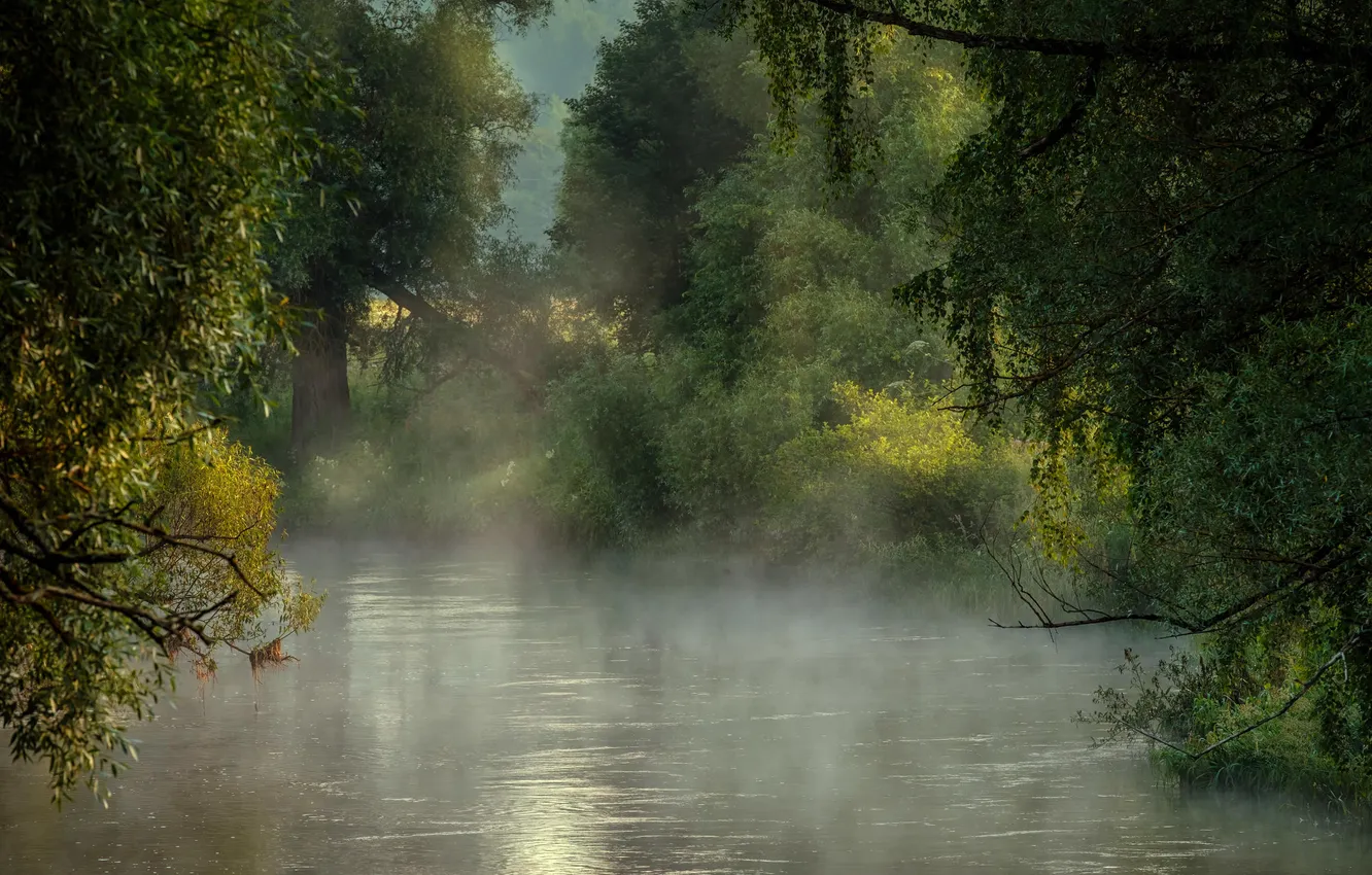 Photo wallpaper forest, grass, trees, landscape, nature, fog, river, plant