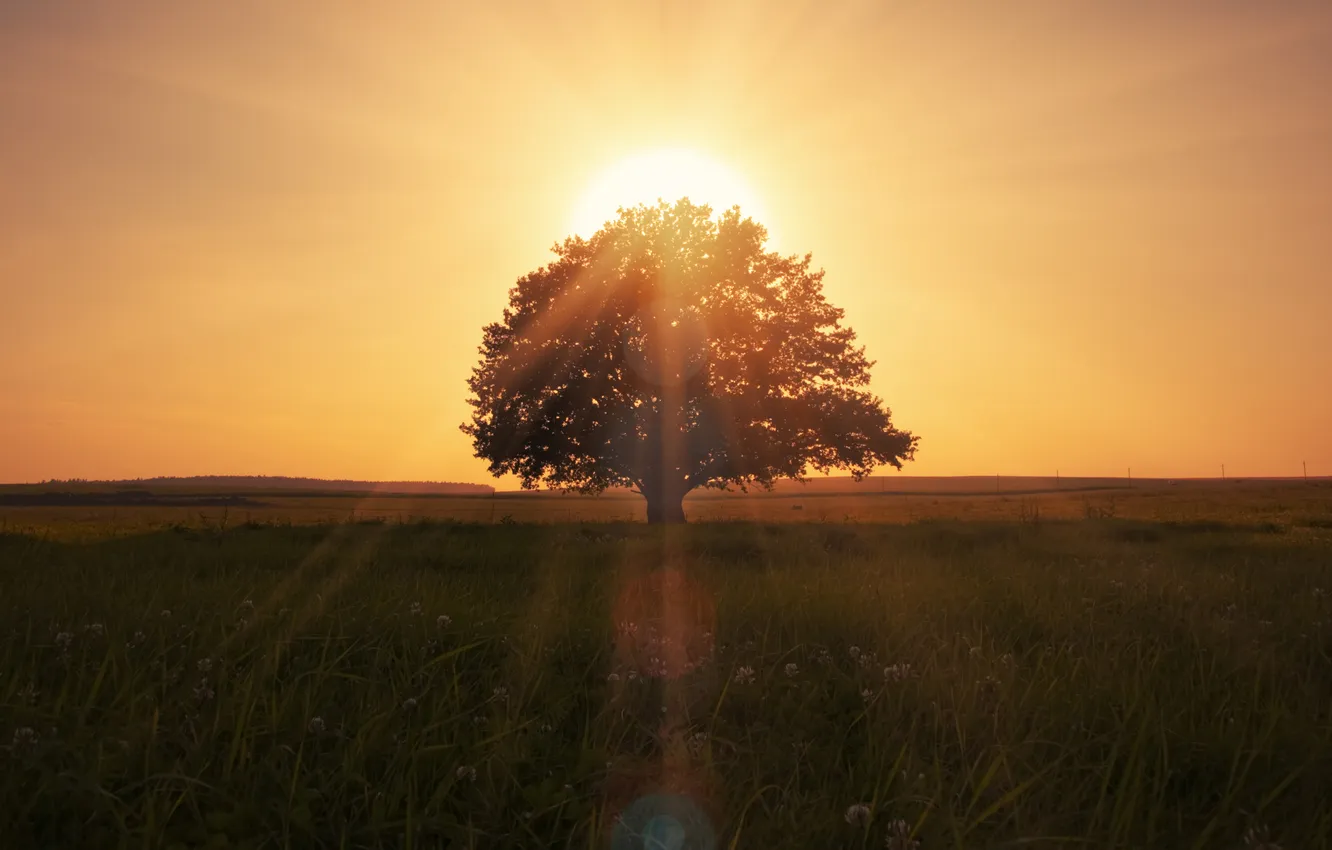 Photo wallpaper field, summer, the sky, grass, the sun, rays, light, trees
