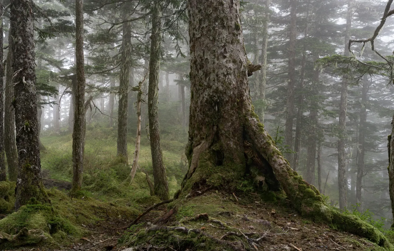 Photo wallpaper forest, trees, nature