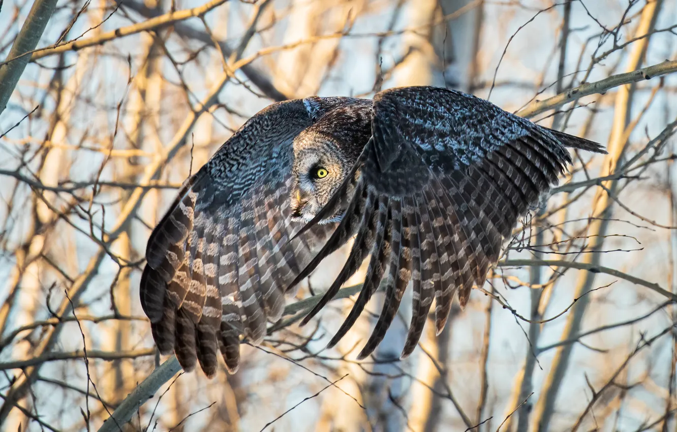Photo wallpaper flight, branches, nature, bird, wings, feathers, owl