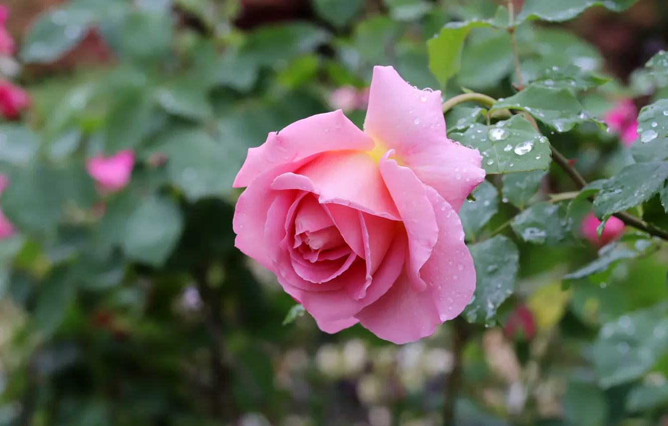 Photo wallpaper leaves, drops, roses, bokeh