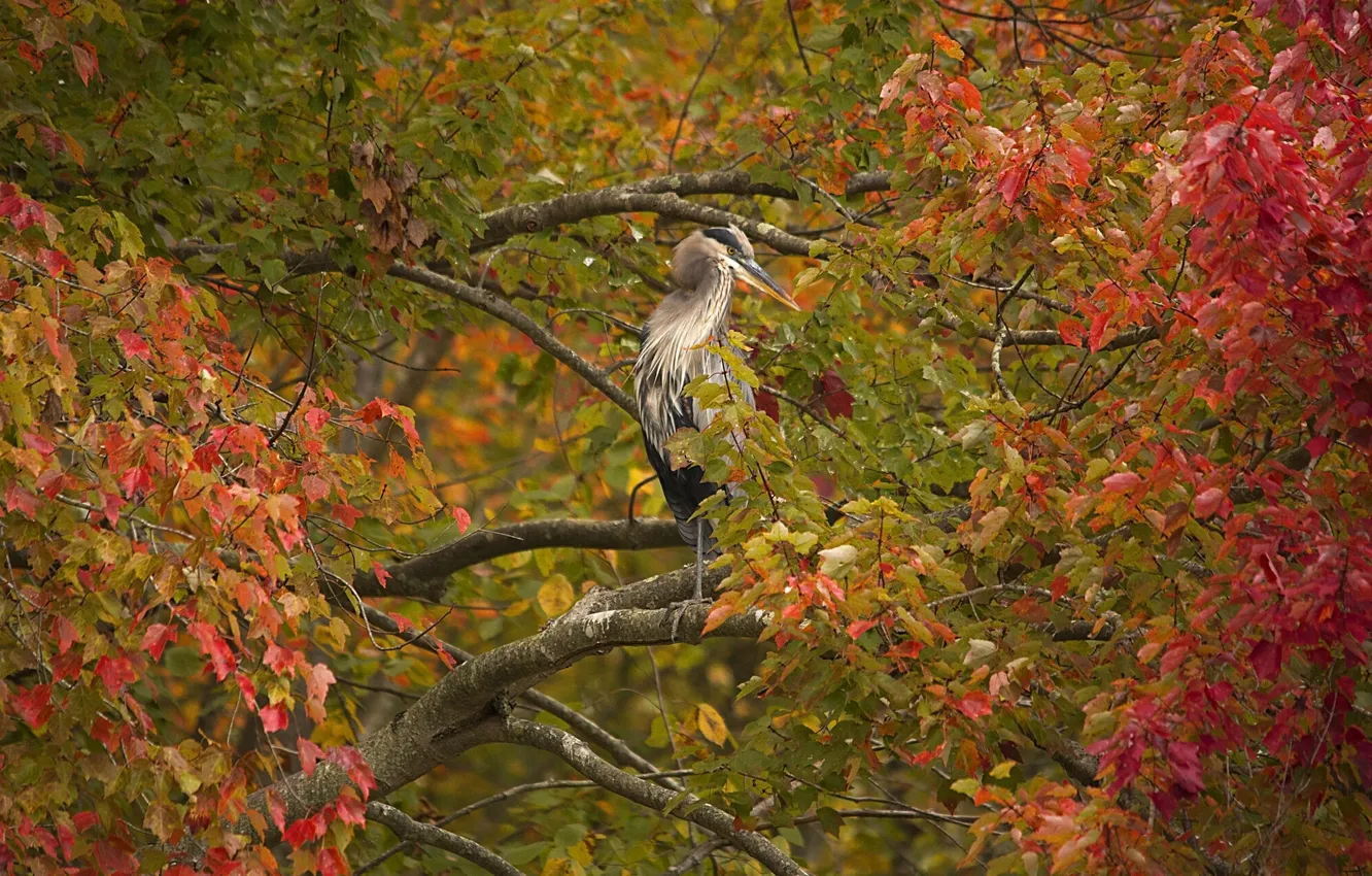 Photo wallpaper autumn, branches, tree, bird, foliage, Grey Heron