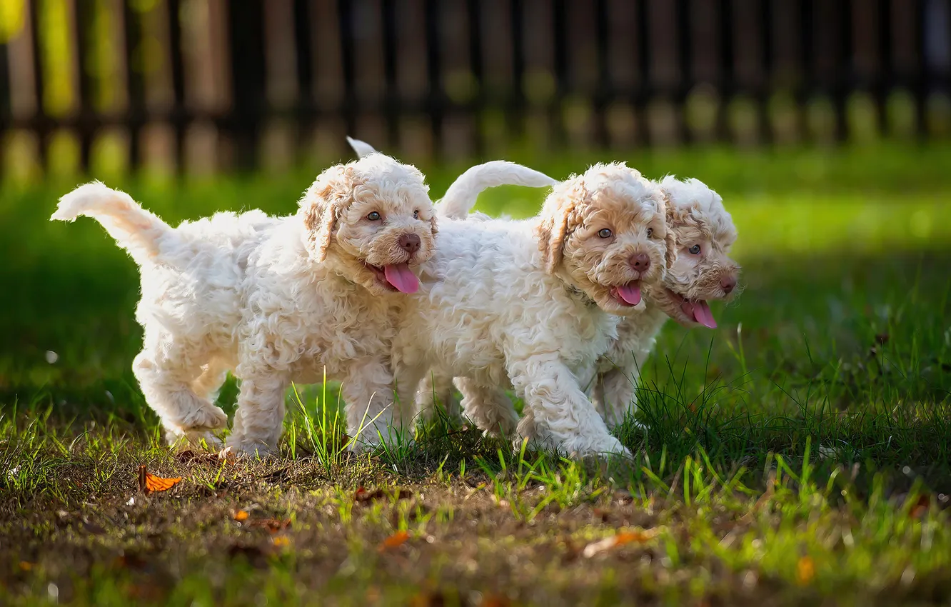 Photo wallpaper grass, puppy, walk, extensions